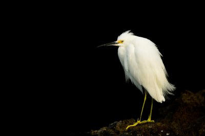 Aigrette neigeuse -- Snowy Egret