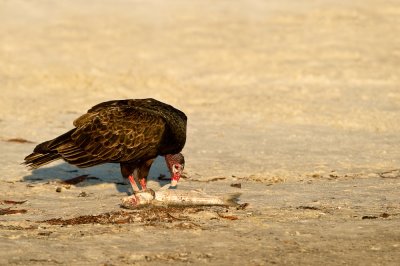 Urubu  tte rouge -- Turkey vulture
