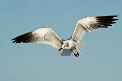 Mouette atricille -- Laughing Gull