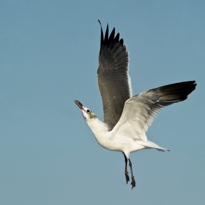Mouette atricille -- Laughing Gull