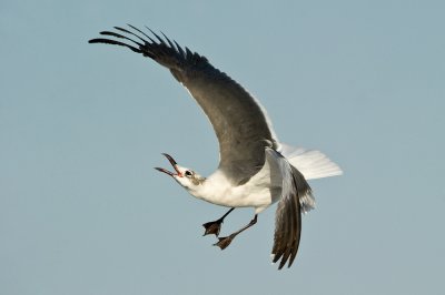 Mouette atricille -- Laughing Gull