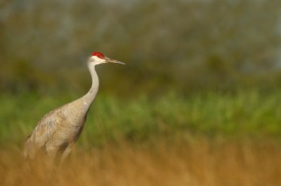 Grue du Canada -- Sandhill Crane