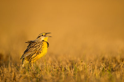 Sturnelle des prés -- Eastern Meadowlark