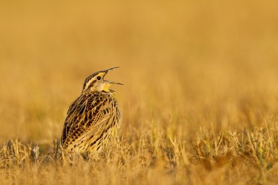 Sturnelle des prés -- Eastern Meadowlark