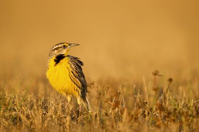 Sturnelle des prés -- Eastern Meadowlark