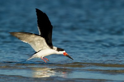 Bec-en-ciseaux noir -- Black skimmer