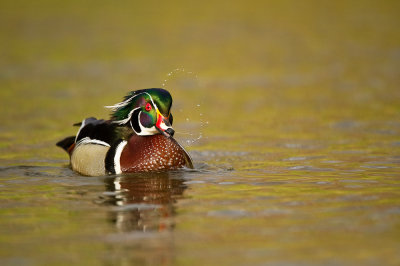 Canard Branchu, mle -- Wood Duck, male