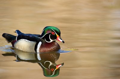 Canard Branchu, mâle -- Wood Duck, male