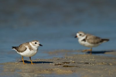 Pluvier siffleur -- Piping Plover
