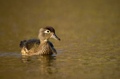 Canard Branchu, femelle -- Wood Duck, female