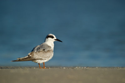Sterne de Forster -- Forster's Tern