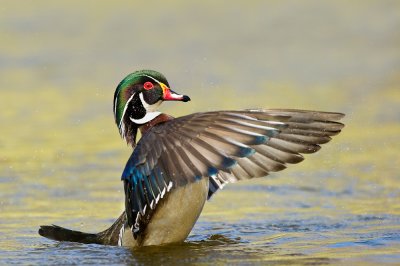 Canard Branchu, mâle -- Wood Duck, male