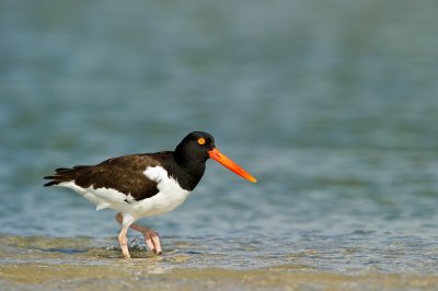 Hutrier d'Amrique -- American Oystercatcher