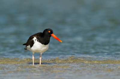 Hutrier d'Amrique -- American Oystercatcher