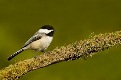 Mésange à tête noire -- Black-capped Chickadee