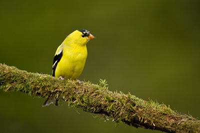 Chardonneret jaune, mle en plumage nuptial -- American Goldfinch