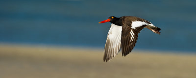 Hutrier d'Amrique -- American Oystercatcher