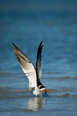 Bec-en-ciseaux noir -- Black skimmer