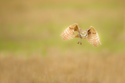 Chevche des terriers -- Burrowing Owl