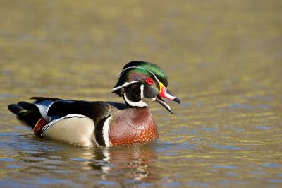 Canard Branchu, mâle -- Wood Duck, male