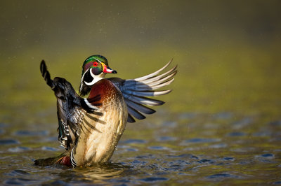 Canard Branchu, mâle -- Wood Duck, male