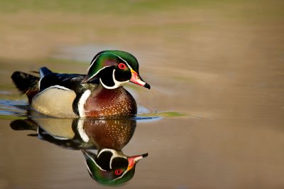 Canard Branchu, mâle -- Wood Duck, male