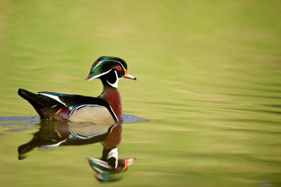 Canard Branchu, mâle -- Wood Duck, male