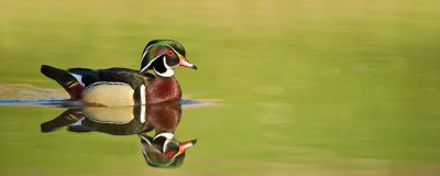 Canard Branchu, mâle -- Wood Duck, male