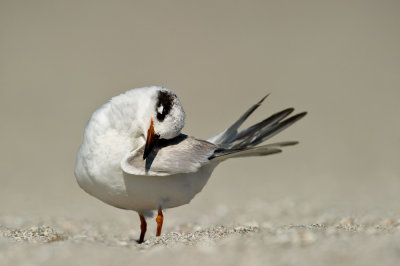 Sterne de Forster -- Forster's Tern