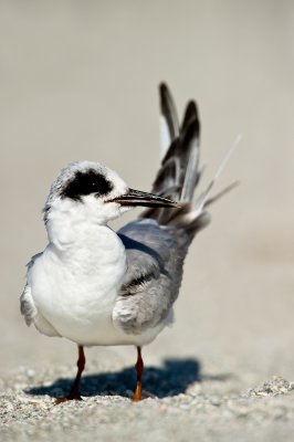 Sterne de Forster -- Forster's Tern