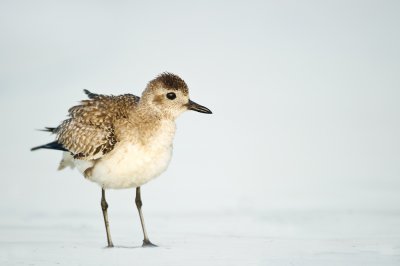 Pluvier argent -- Grey Plover