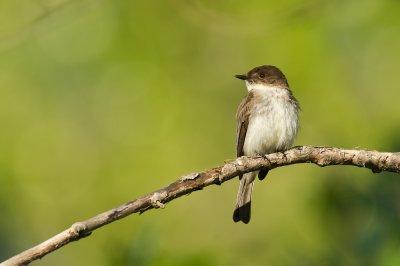 Moucherolle phébi -- Eastern Phoebe