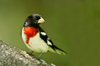 Cardinal à poitrine rose, mâle -- Rose-breasted Grosbeak, male