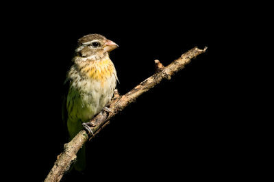 Cardinal à poitrine rose, femelle -- Rose-breasted Grosbeak, female