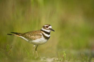 Pluvier kildir -- Killdeer