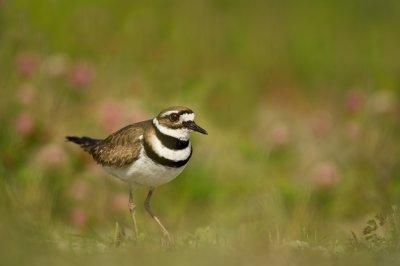 Pluvier kildir -- Killdeer