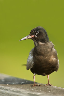 Guifette noire -- Black Tern