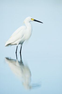 Aigrette neigeuse -- Snowy Egret