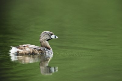 Grbe  bec bigarr  -- Pied-billed Grebe