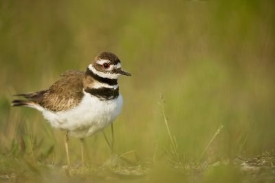 Pluvier kildir -- Killdeer