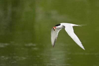 Sterne pierregarin -- Common Tern