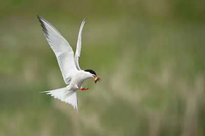 Sterne pierregarin -- Common Tern