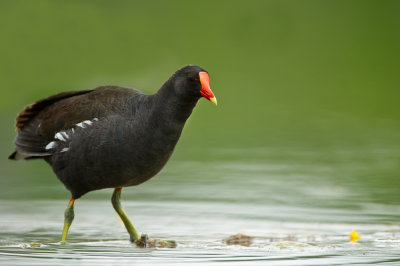 Gallinule poule d'eau -- Common Moorhen