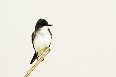 Tyran tritri -- Eastern Kingbird