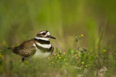 Pluvier kildir -- Killdeer