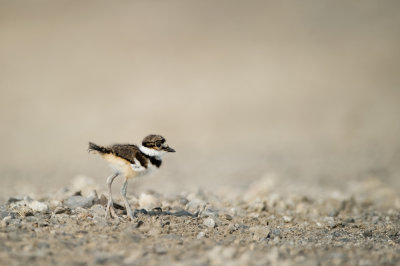 Pluvier kildir  son 1er jour -- Killdeer at his first day