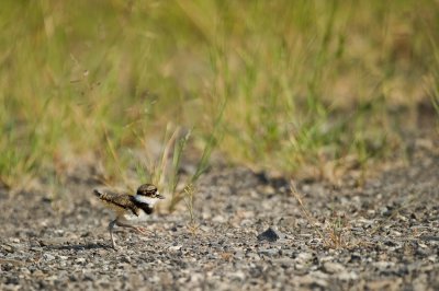 Pluvier kildir  son 1er jour -- Killdeer at his first day