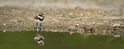 Pluvier kildir  son 1er jour -- Killdeer at his first day