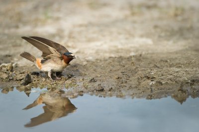 Hirondelle à front blanc -- Cliff Swallow