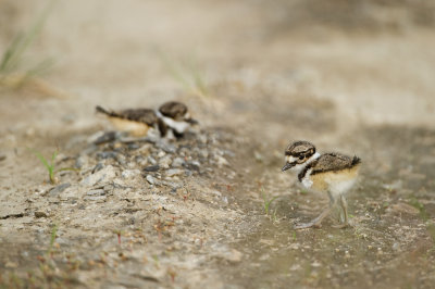 Pluvier kildir  son 1er jour -- Killdeer at his first day